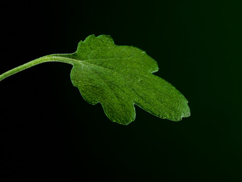 Still life of a mallow leaf