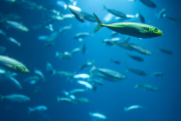 Naklejka premium School of fish in clear water. Underwater flow.