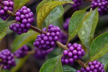 Close-Up Image of American Beautyberry: Clusters of Mauve Fruits on a Native Ornamental Shrub