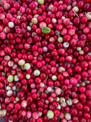 Red bilberries after being picked from bushes in the forest, before being cleaned - as a background