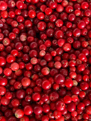 Red lingonberries picked from bushes in the forest, after cleaning, ripe lingonberries themselves - as a background