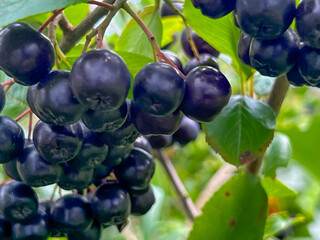 Fototapeta premium Ripe aronia berries on a branch - close-up