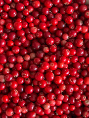 Red lingonberries picked from bushes in the forest, after cleaning, ripe lingonberries themselves - as a background