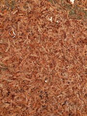 autumn blanket of dawn redwood pine needles on ground