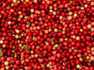 Red bilberries after being picked from bushes in the forest, before being cleaned - as a background