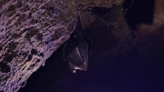 Close up small lesser horseshoe bat covered by wings, hanging upside down on top of by roots growth arched cellar waking up shaking after hibernation. Creatively illuminated wildlife blurry background