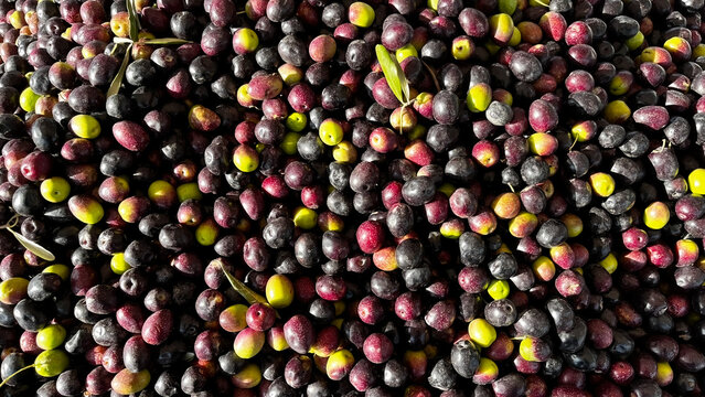 Densely clustered, predominantly black and dark red/purple olives. Olive oil production and harvest time.