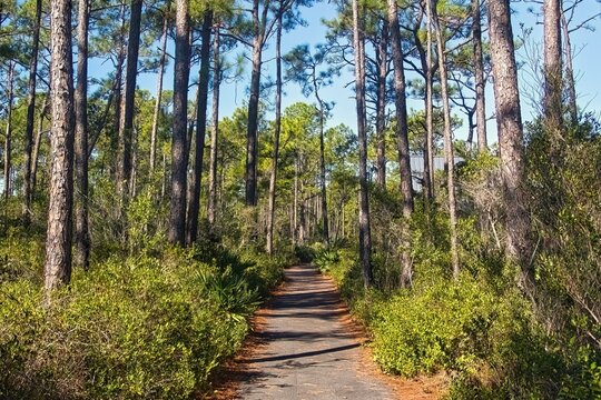 Late Autumn landscape of a nature trail passing through a tall Pine forest at Gulf State Park in Gulf Shores, Alabama.