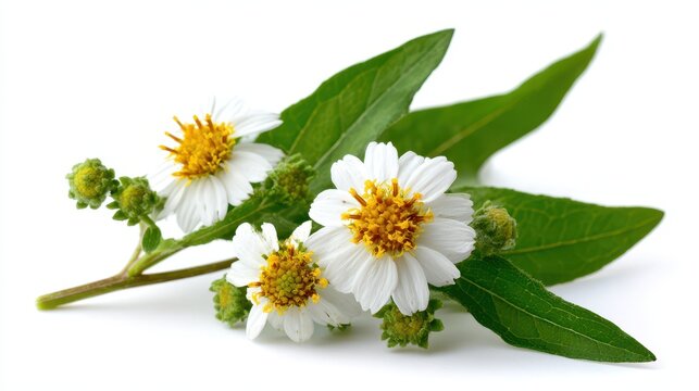 Bhringraj: Eclipta Alba, the Herbal Wonder of Ayurveda, Isolated on White, Showcasing Ancient Asian Medicinal Traditions