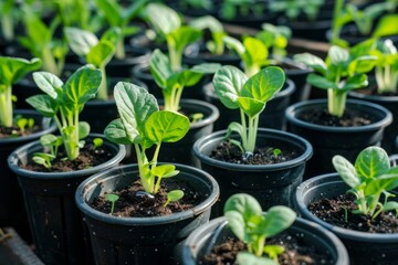 Young plants growing in pots in a greenhouse