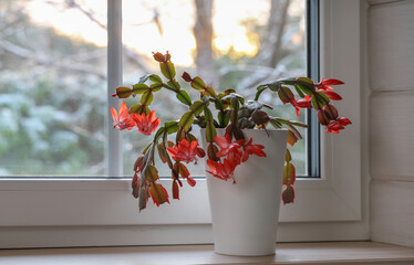 Blooming red Christmas cactus in white pot on window sill, winter sunset light, cozy home interior mood, seasonal holiday decor, hygge atmosphere, festive plant silhouette for design and lifestyle