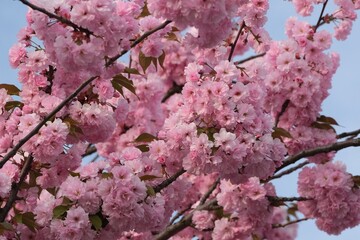 Close-up of branches with blooming  Prunus serrulata tree. It is commonly known as the Japanese Cherry, Japanese Cherry Blossom, or Sakura.