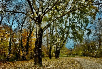 Raindrops on glass with autumn trees and forest trail
