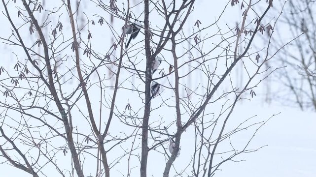 Several Long-tailed tits feeding on some branches during a cold winter day in Estonia, Northern Europe