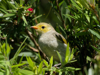 White-plumed Honeyeater (Ptilotula penicillata) in flowering Callistemon.