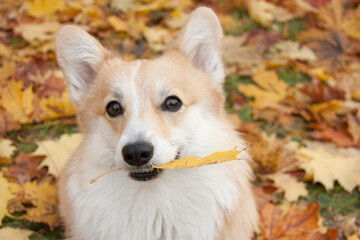 A Pembroke Welsh Corgi on a walk in an autumn park