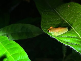 Small nocturnal tree frog resting on a textured tropical leaf in the Colombian rainforest....