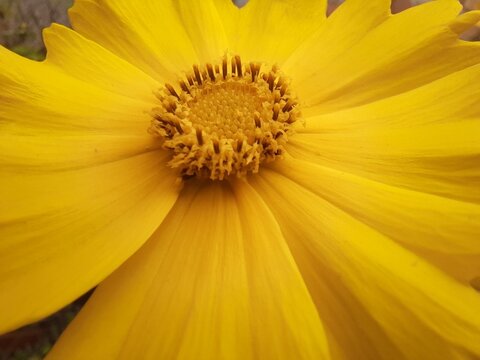 Close up of a yellow daisy flower with a shallow depth of field