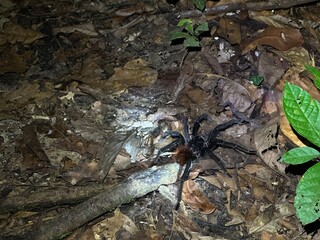 Large rainforest tarantula with dark legs and a brown abdomen walking across leaf litter during a night walk in the Colombian jungle. Flashlight lighting reveals hair texture, natural coloration and t