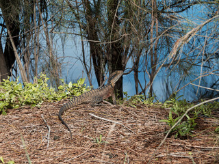 Eastern Water dragon (Intellagama lesueurii lesueurii) on the bank with lagoon in the background