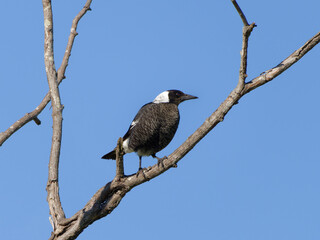 Australian Magpie (Gymnorhina tibicen) perched in a leafless tree  with clear blue sky background