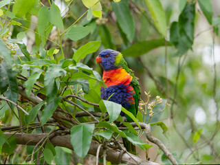 Rainbow Lorikeet (Trichoglossus moluccanus)feeding on a leafy green, white flowering tree at Seaham New South Wales Australia