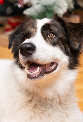 portrait of a cute border collie