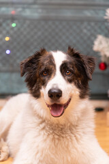portrait of a cute border collie