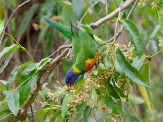 Rainbow Lorikeet (Trichoglossus moluccanus)feeding on a leafy green, white flowering tree at Seaham New South Wales Australia