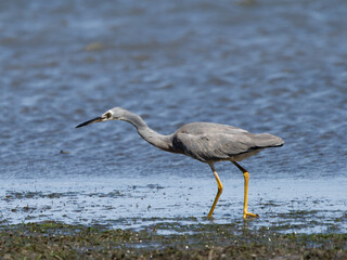 White-faced Heron (Egretta novaehollandiae) patrolling the shoreline at low tide with water in background.