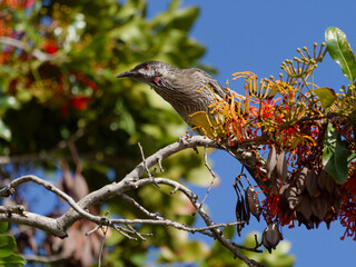Red Wattlebird (Anthochaera carunculata) perched in a firewheel tree (Stenocarpus sinuatus)