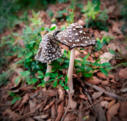 Magpie Inkcap (Coprinopsis picacea)