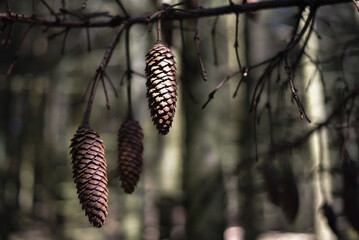 Pine Cones Hanging on Tree with Blurred Forest Background