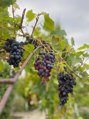 Dark grapes hanging from vine in vineyard, showcasing rich colors and textures, representing nature's bounty and agricultural beauty