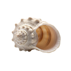 White spiral seashell isolated on transparent PNG — perfect for coastal graphics, nautical themes, and beach decor