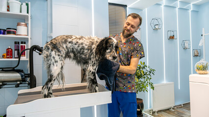 In a pet grooming salon, a middle-aged male groomer towel-dries the fur of a cute English Setter