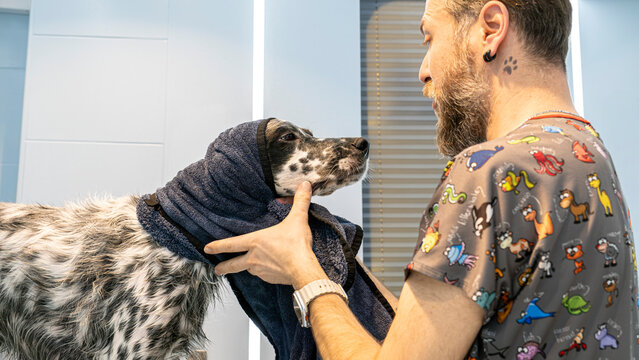 In a pet grooming salon, a middle-aged male groomer towel-dries the fur of a cute English Setter