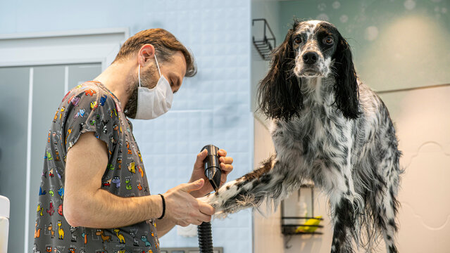 At a pet grooming salon, a middle-aged male groomer is drying the fur of an adorable English Setter dog with a blow dryer
