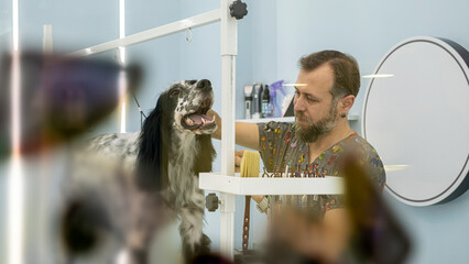 At a pet grooming salon, a middle-aged male groomer is brushing the fur of an adorable English...