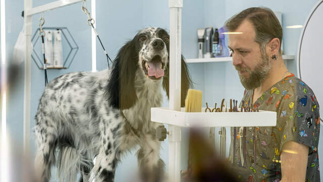 At a pet grooming salon, a middle-aged male groomer is brushing the fur of an adorable English Setter dog