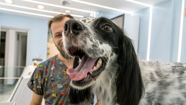 At a pet grooming salon, a middle-aged male groomer is brushing the fur of an adorable English Setter dog