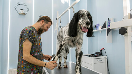 At a pet grooming salon, a middle-aged male groomer is brushing the fur of an adorable English...
