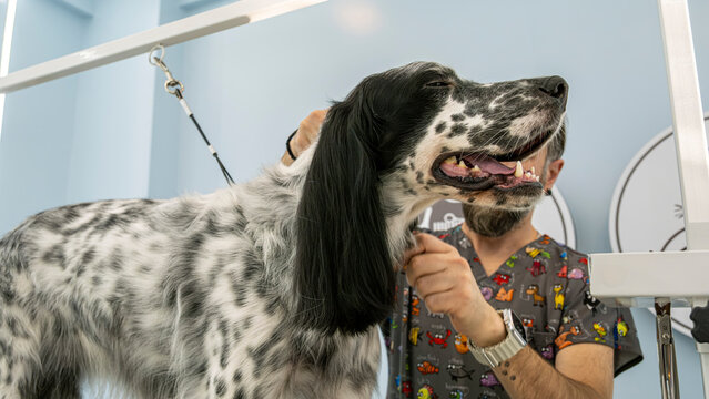 At a pet grooming salon, a middle-aged male groomer is brushing the fur of an adorable English Setter dog