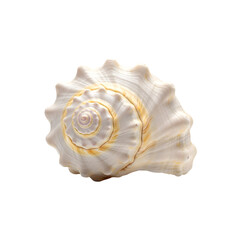 White spiral seashell isolated on transparent PNG — perfect for coastal graphics, nautical themes, and beach decor