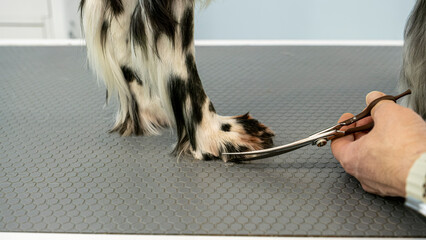 At a pet grooming salon, a middle-aged male groomer is trimming the fur of an adorable English...