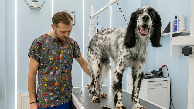 At a pet grooming salon, a middle-aged male groomer is trimming the fur of an adorable English Setter dog with scissors