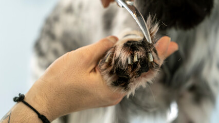 At a pet grooming salon, a middle-aged male groomer is trimming the fur of an adorable English...
