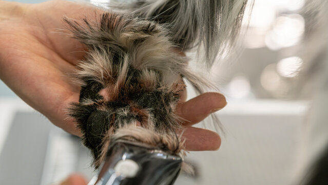 A close-up moment of a middle-aged male groomer trimming the fur of an adorable English Setter dog with a clipper at a pet grooming salon