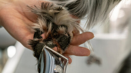 A close-up moment of a middle-aged male groomer trimming the fur of an adorable English Setter dog...
