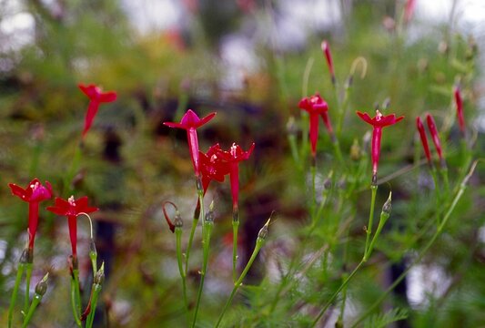 Ipomoea quamoclit - Cypress Vine Blooming

